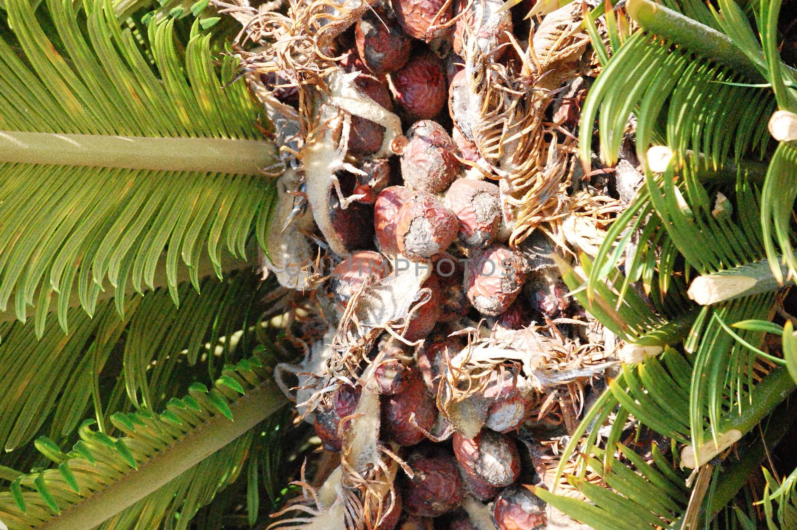 Palmetto Tree Trunk background