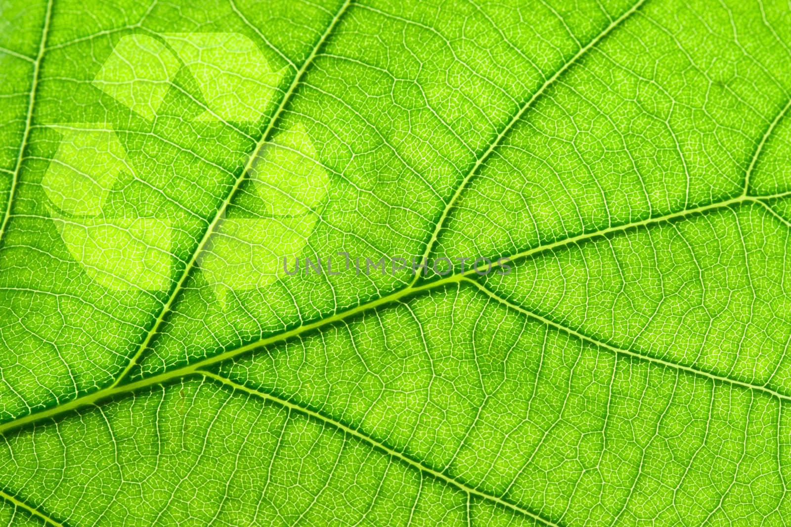 Recycling symbol on leaf by dimol