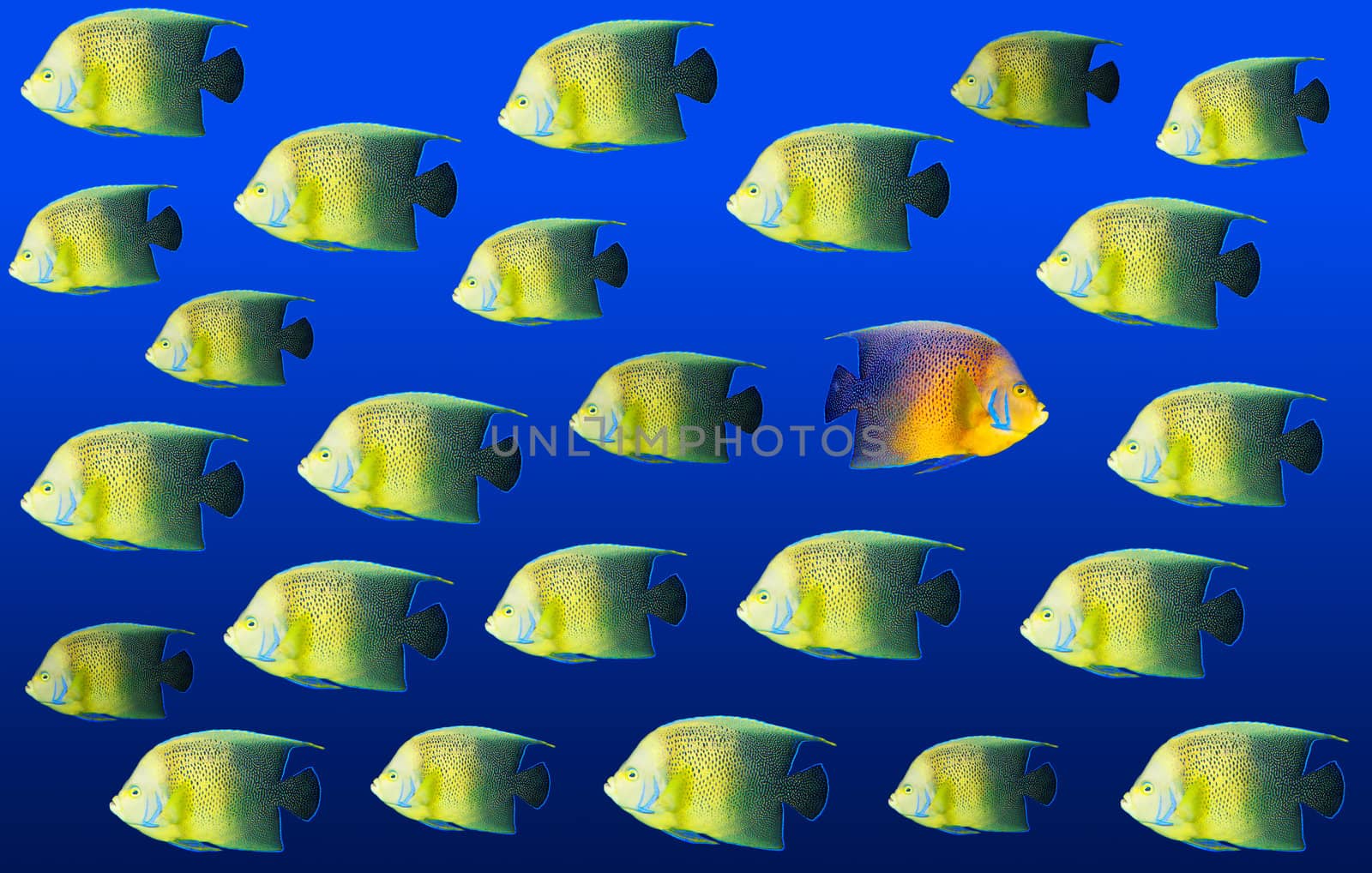 Going different way and standing out of crowd concept with angelfish