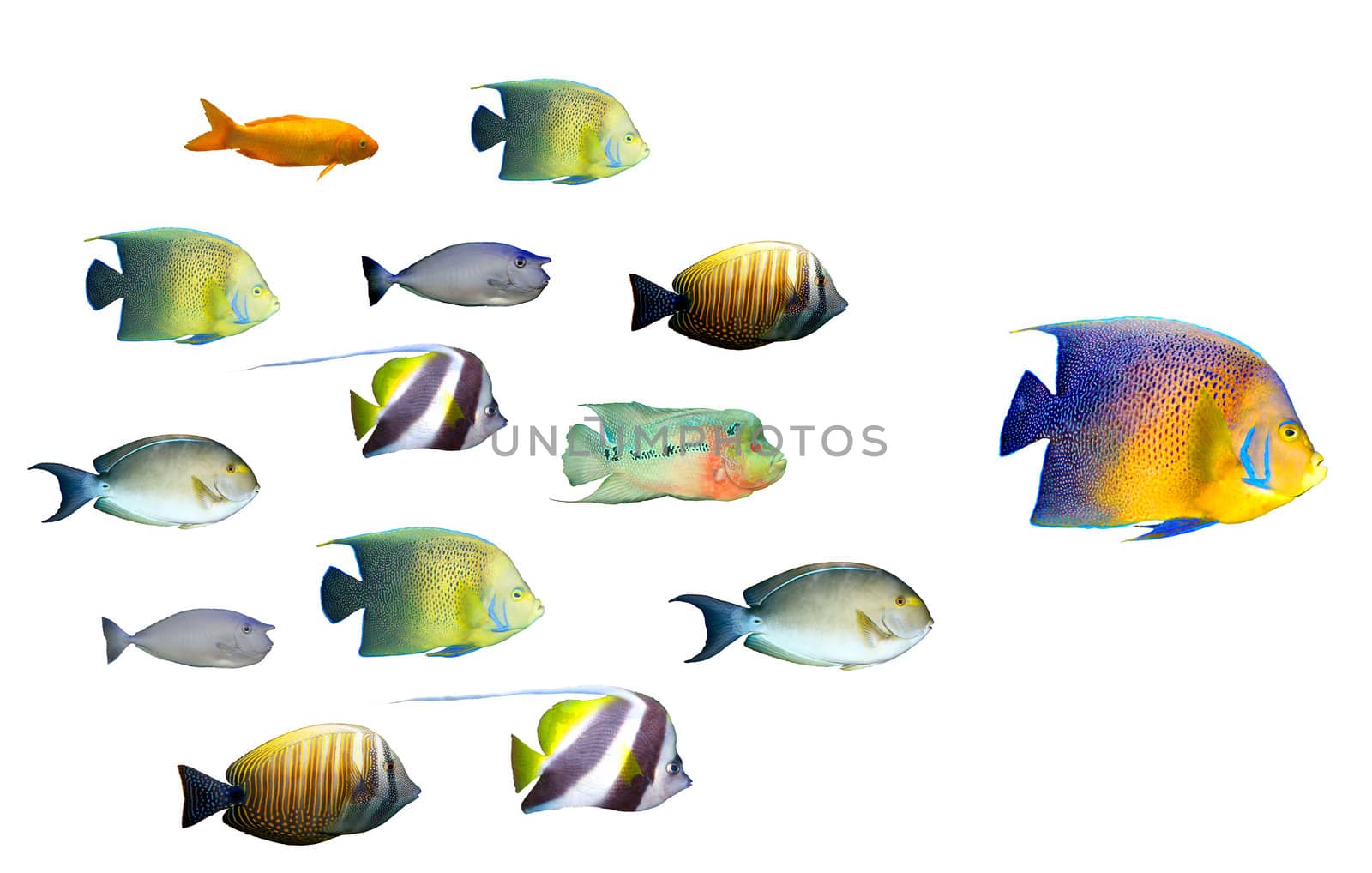 Leadership concept - big fish leading school of tropical fishes isolated on white