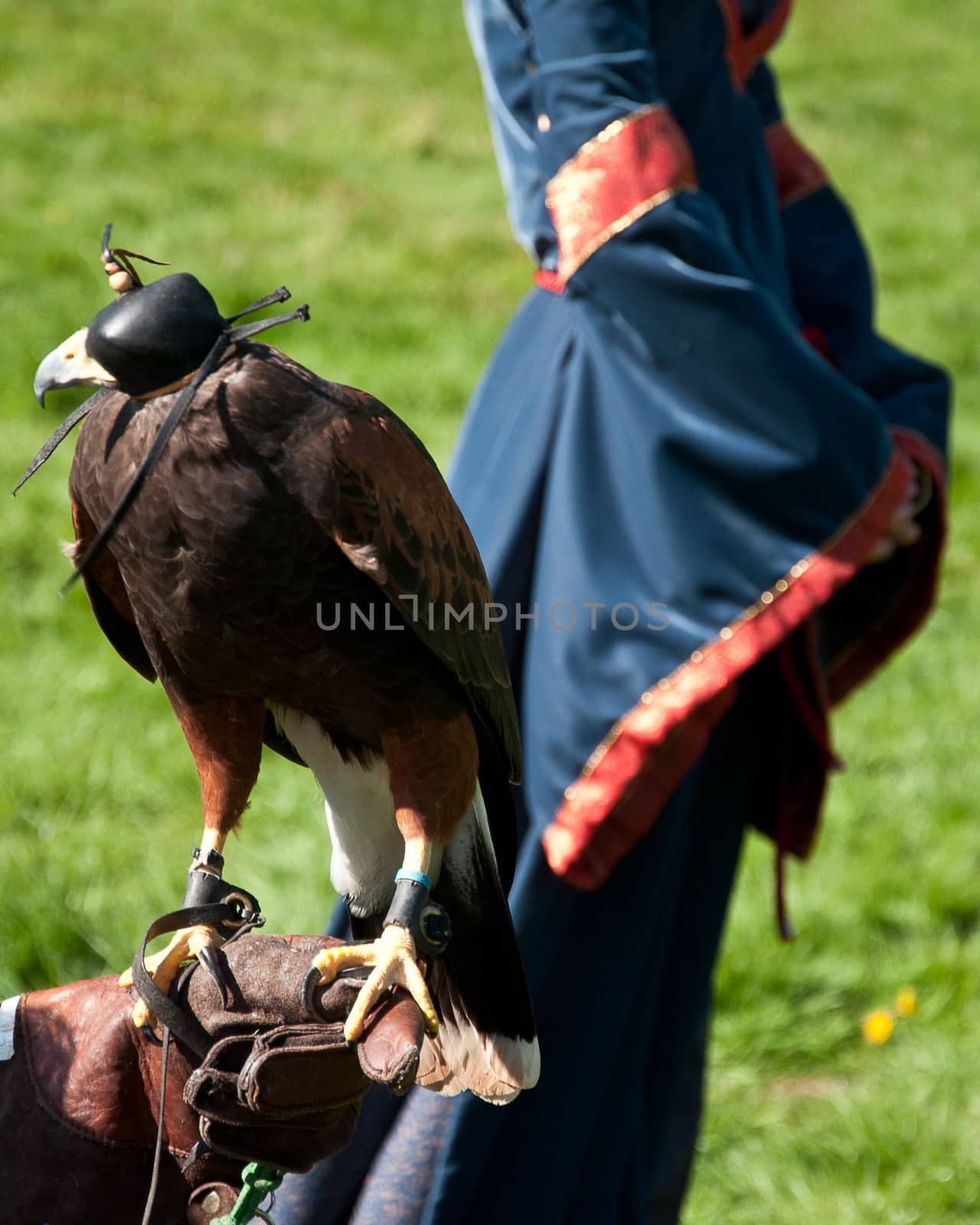 Falconer at medieval fair. by tyroneburkemedia@gmail.com