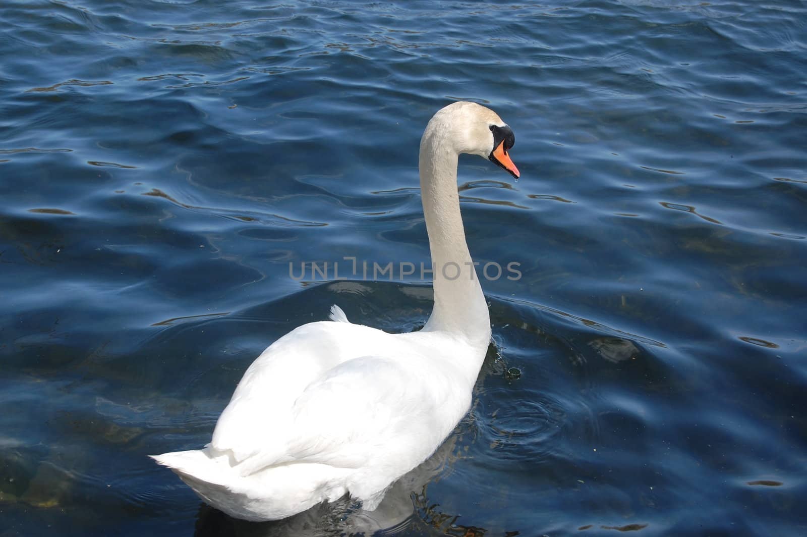Swan in Toronto Harbour, Canada