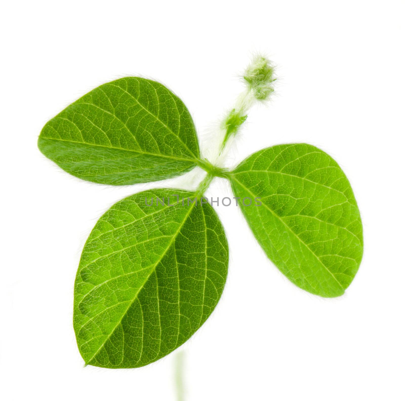 Fresh soy leaves isolated on white