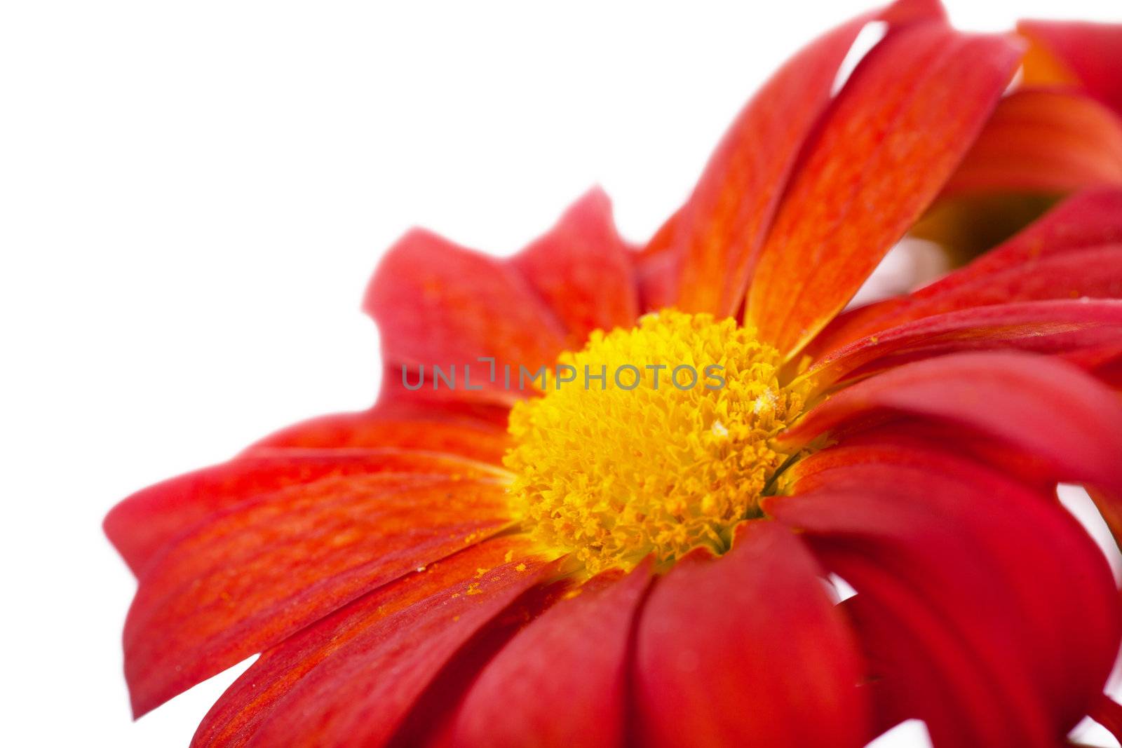 Macro view of red flower over white background