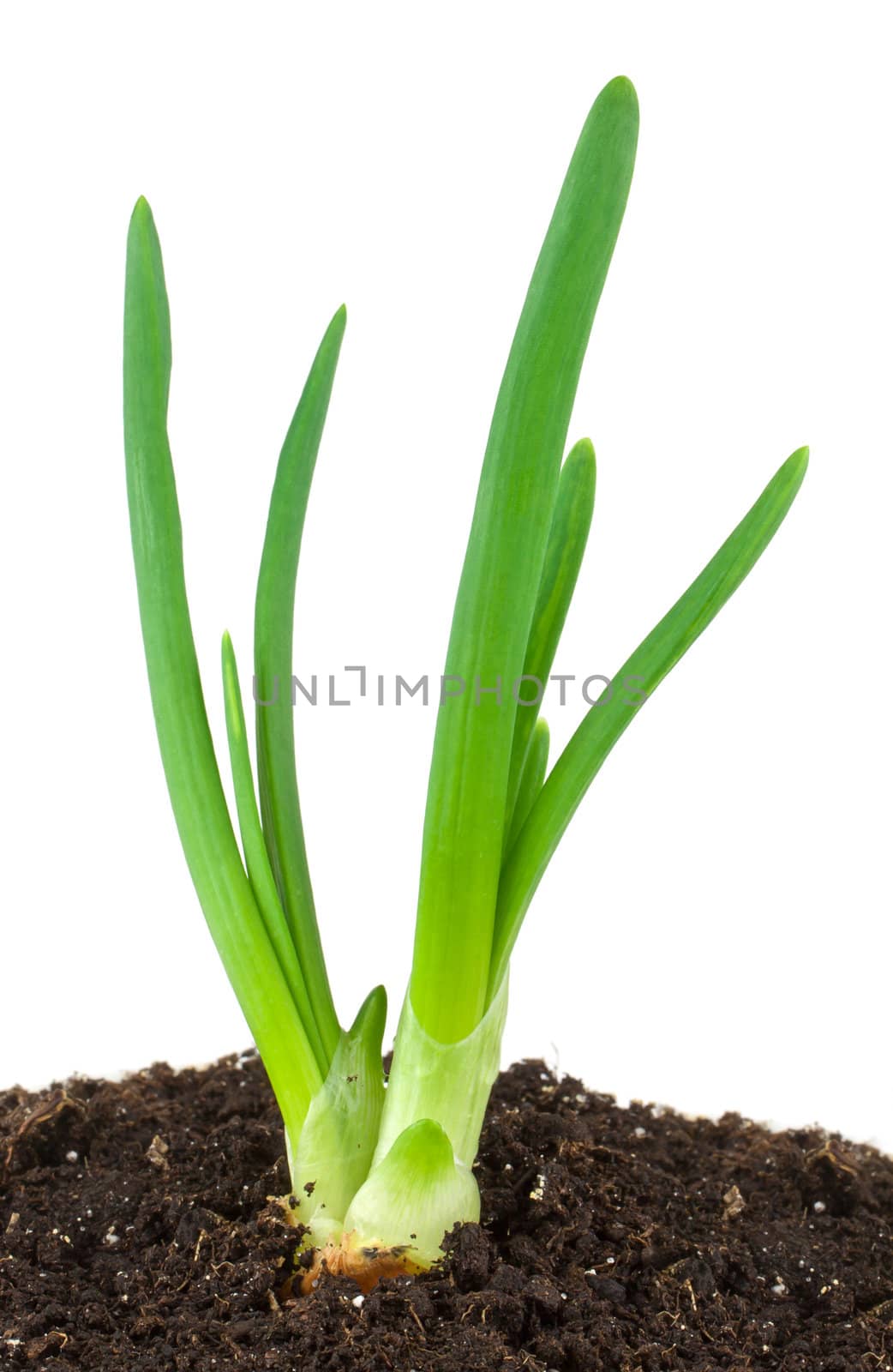 Green onion isolated on white background