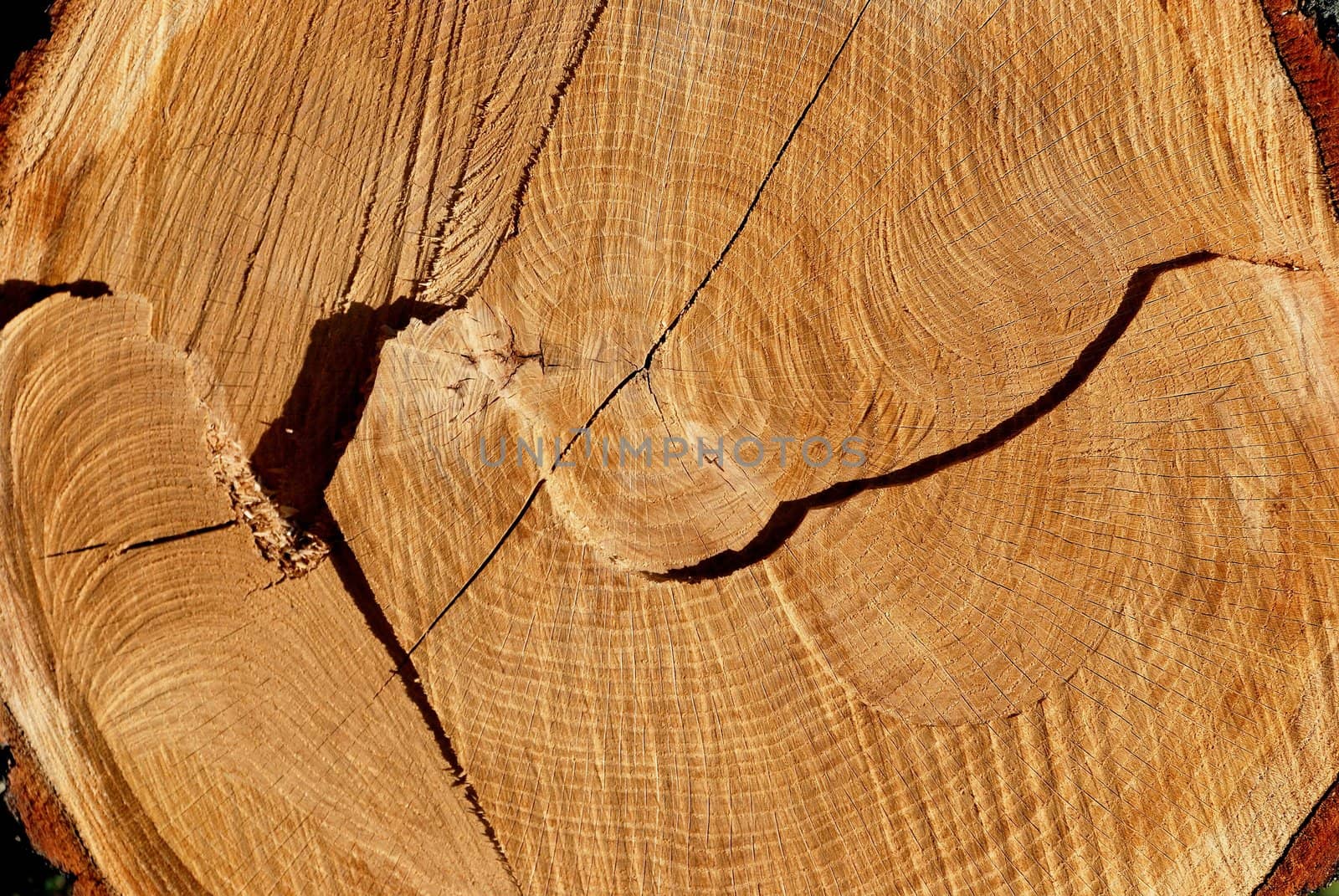 Texture of cut oak by sauletas