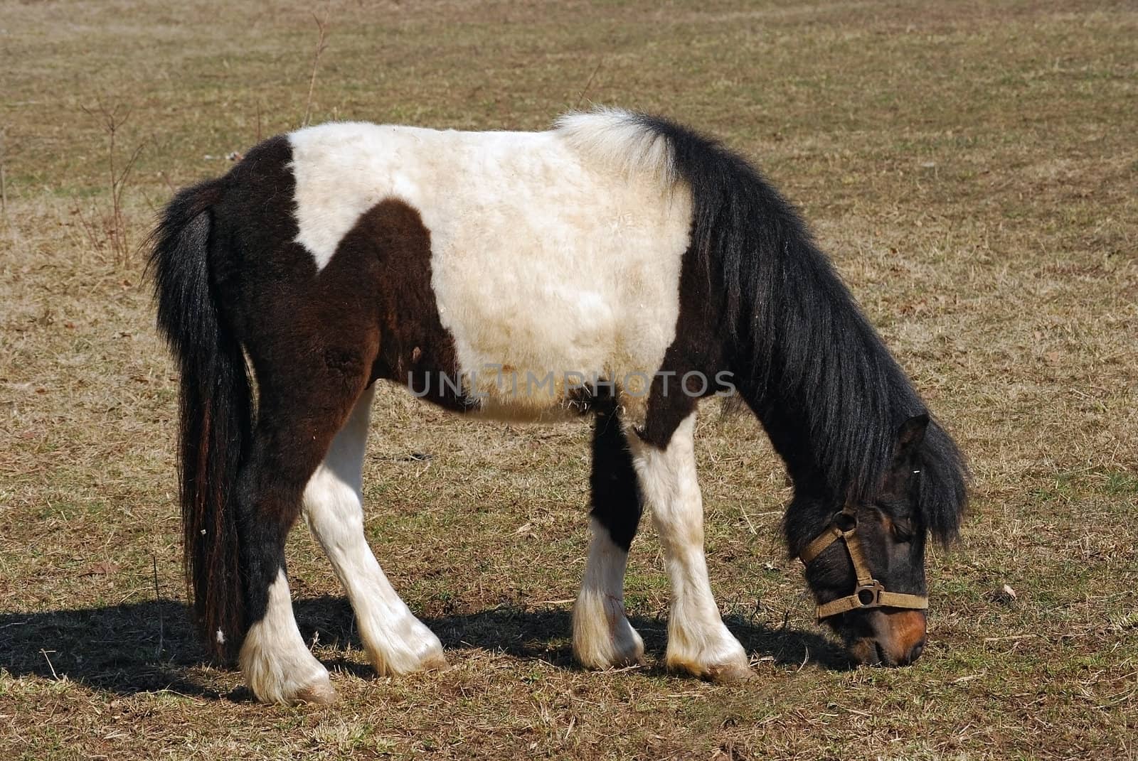 Black and white pony on field