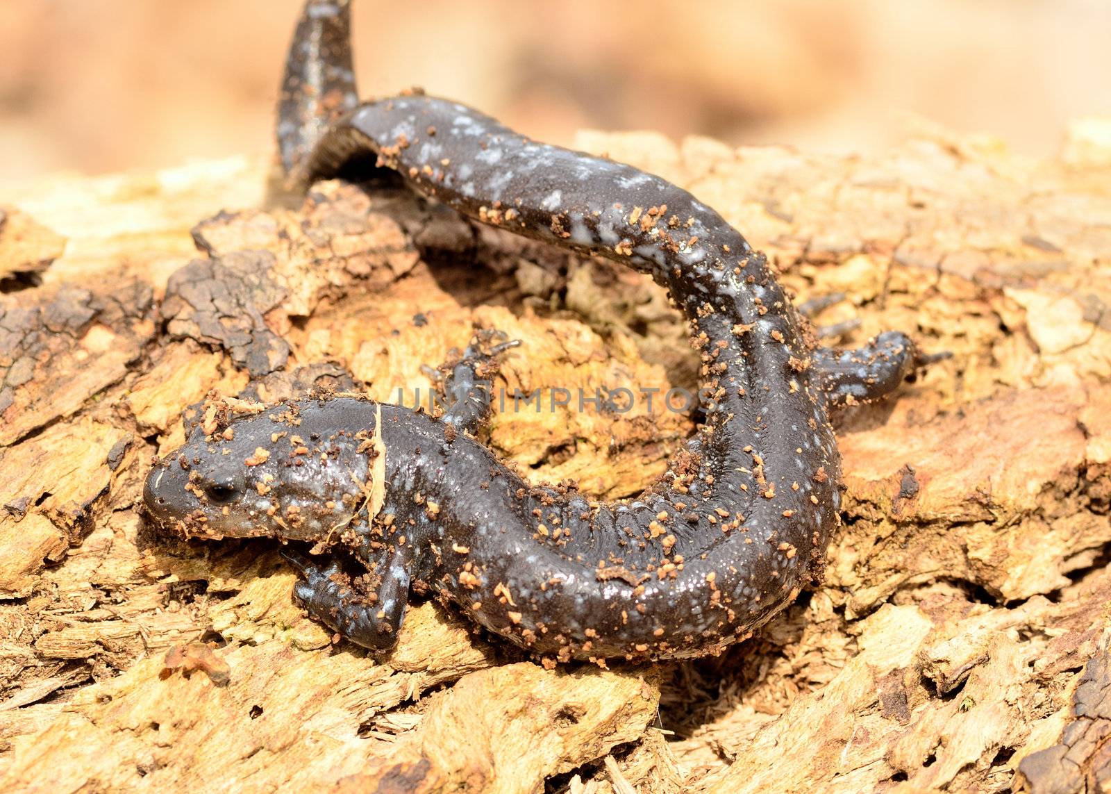 A Blue-spotted Salamander perched on a log.