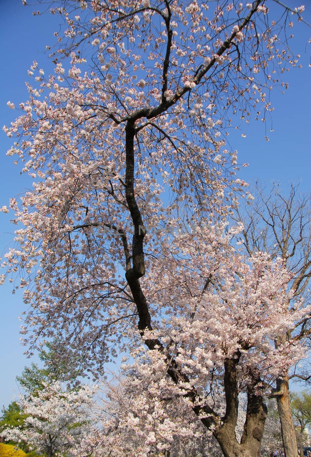 Cherry blossom flower tree on a sky background