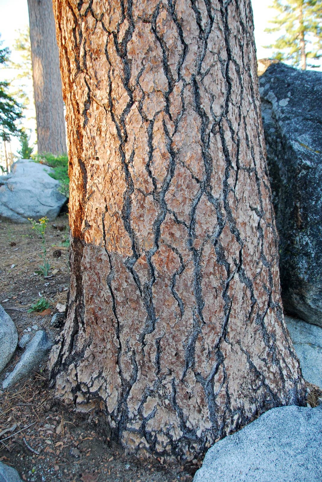 closeup of brown Pine Tree Bark Texture Background