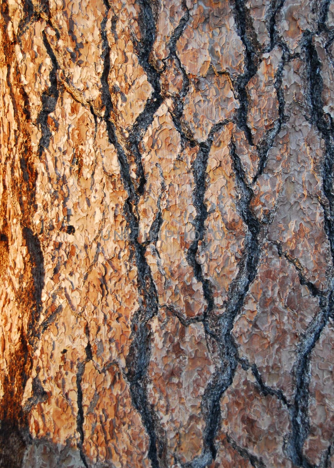 closeup of brown Pine Tree Bark Texture Background