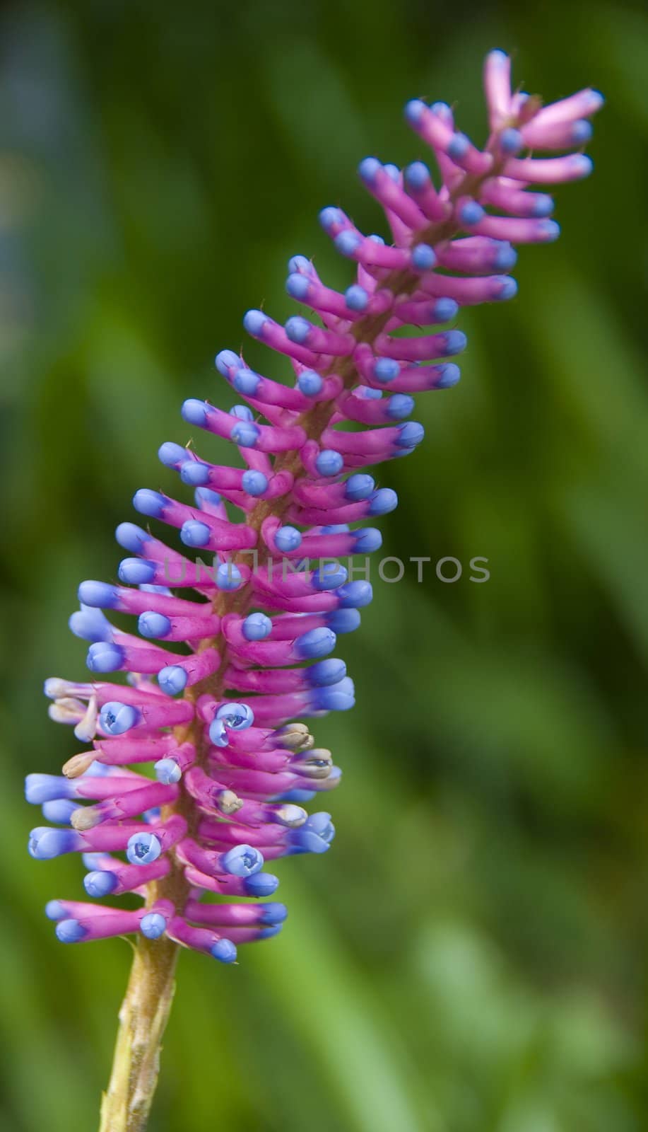 pink blue Aechmea apocalyptica gamesopela bromeliad flower in rosette formation in bloom in spring