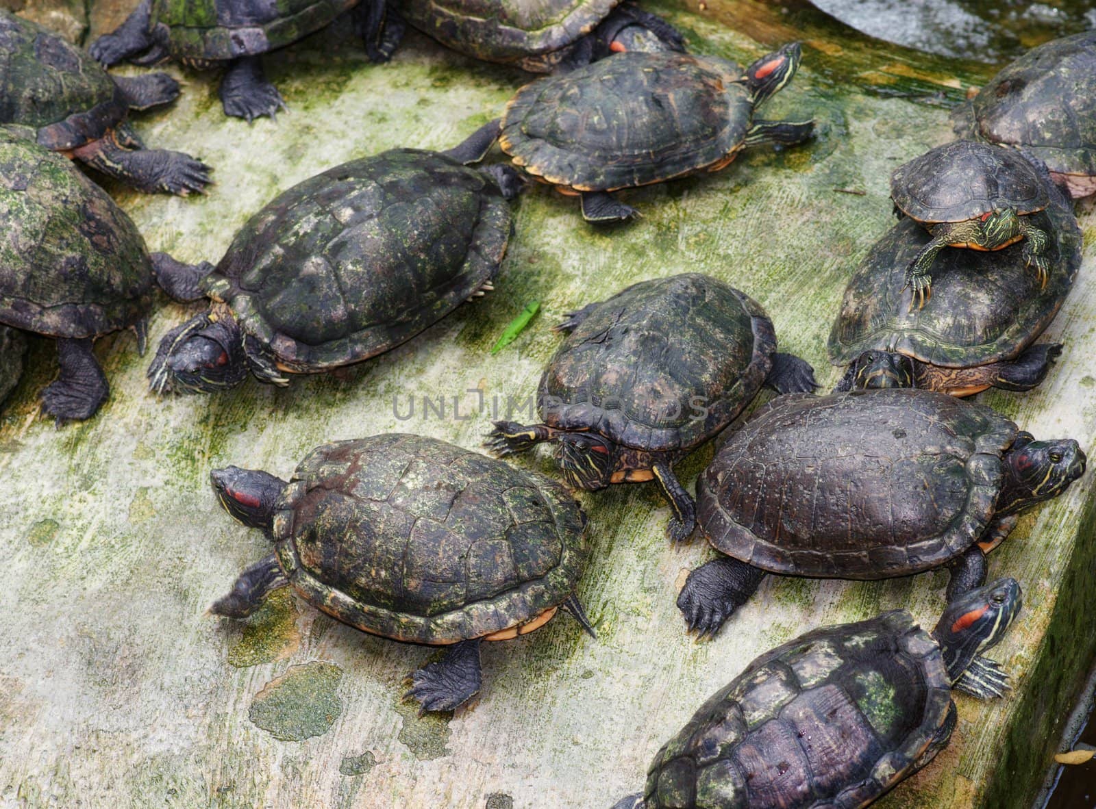 lots of tortoises by clearviewstock