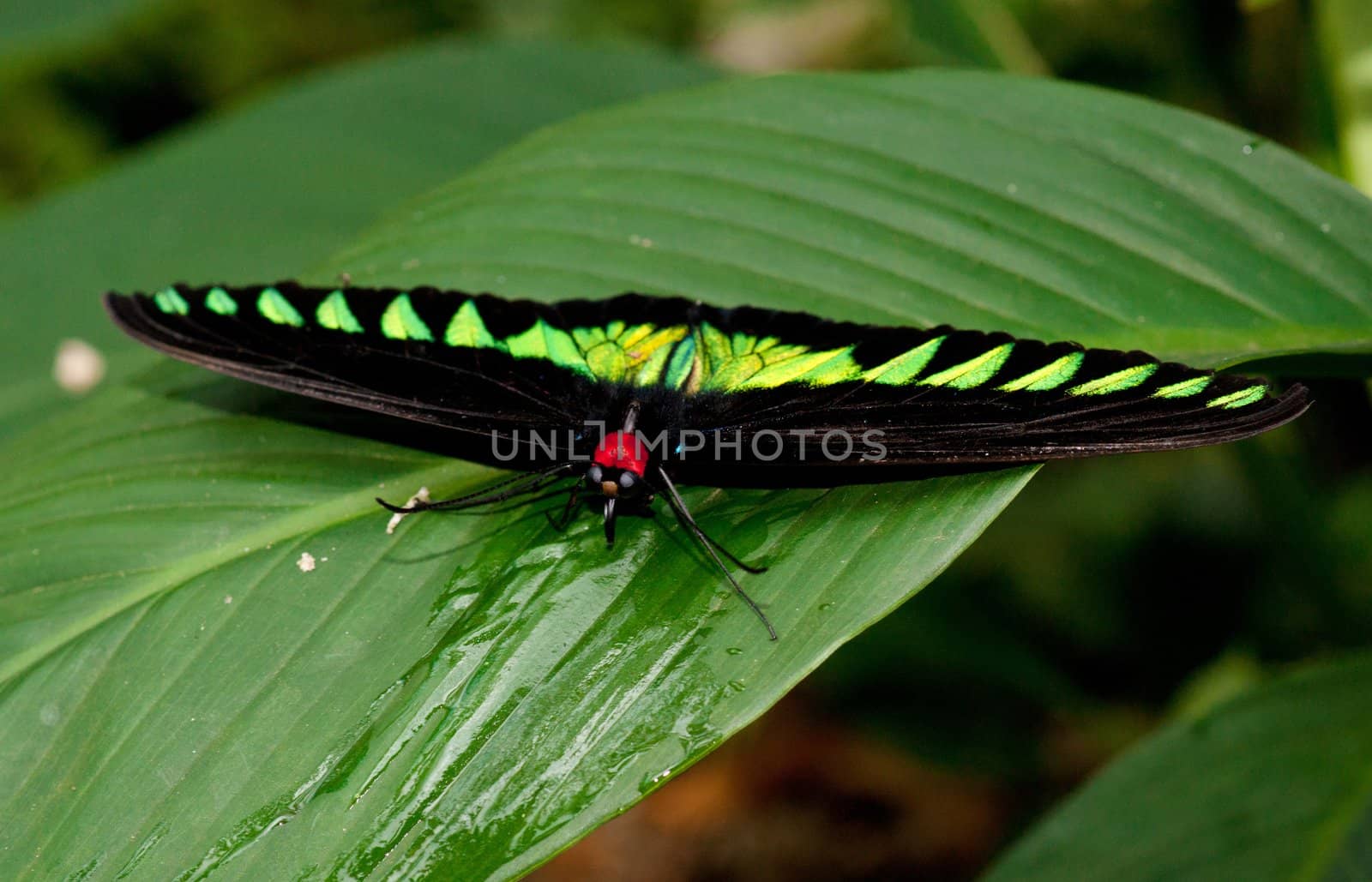 birdwing butterfly by clearviewstock
