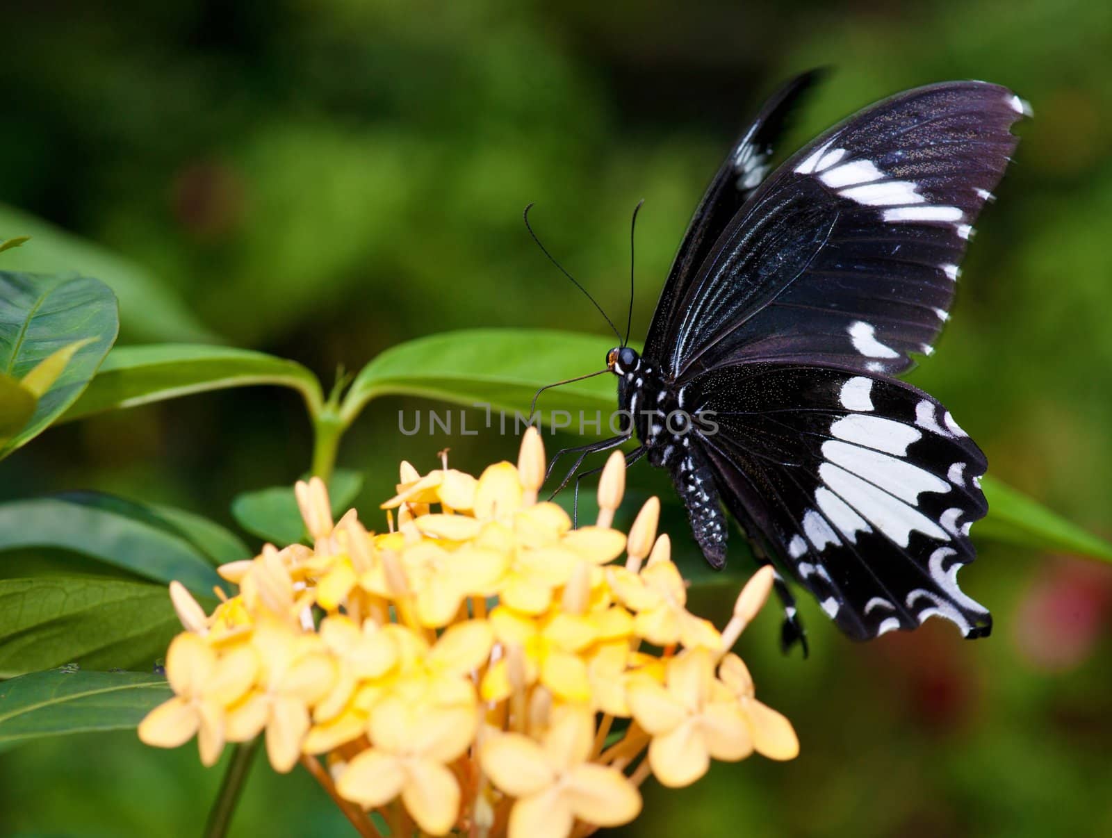 beautiful butterfly by clearviewstock