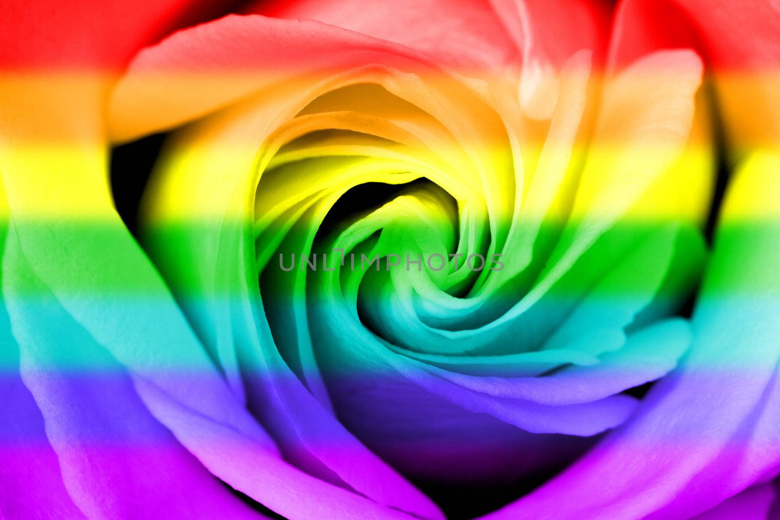 Rose in the colors of the rainbow flag