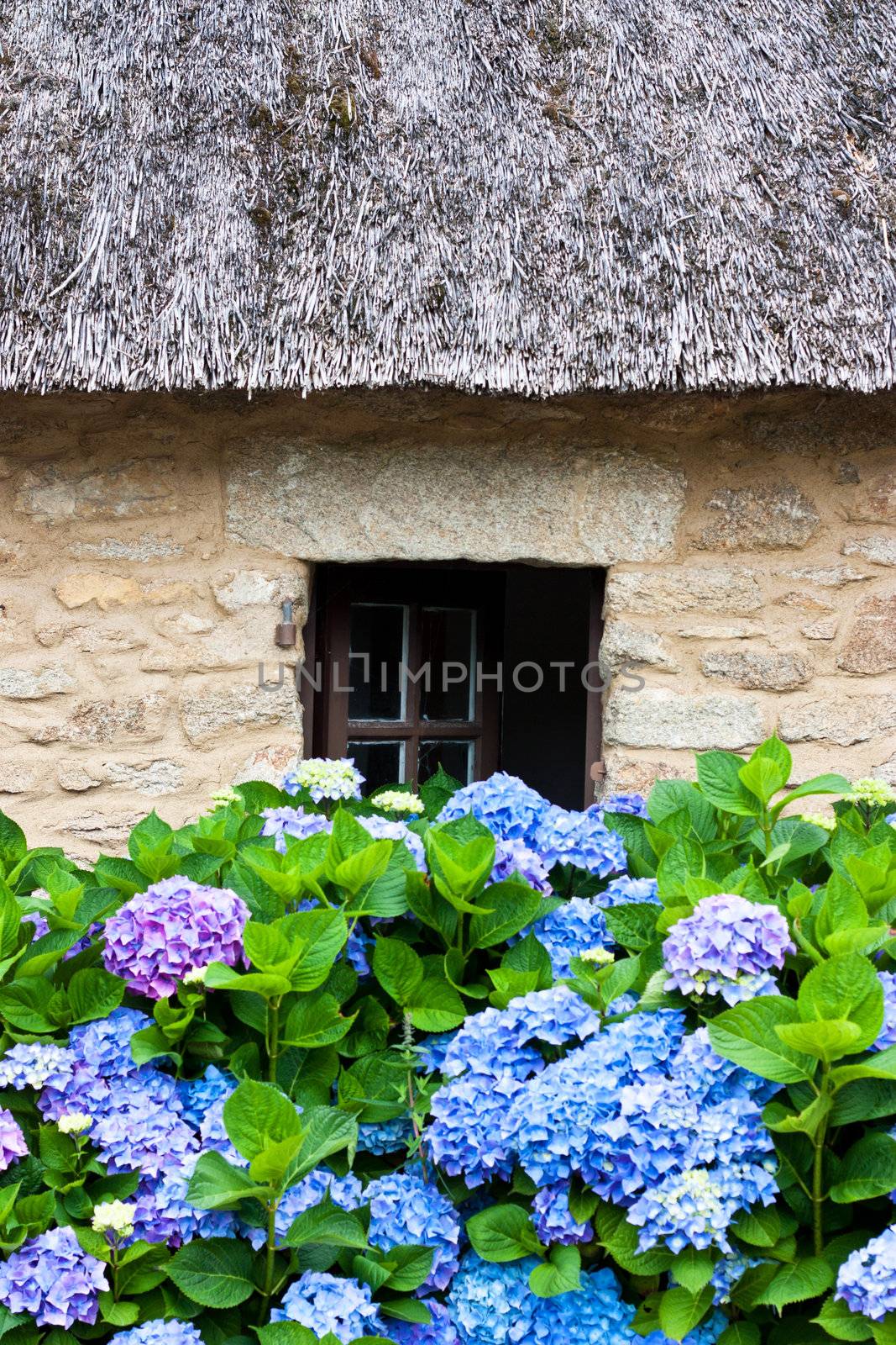 Details of a thatched cottage in Brittany (France) with hydrangeas