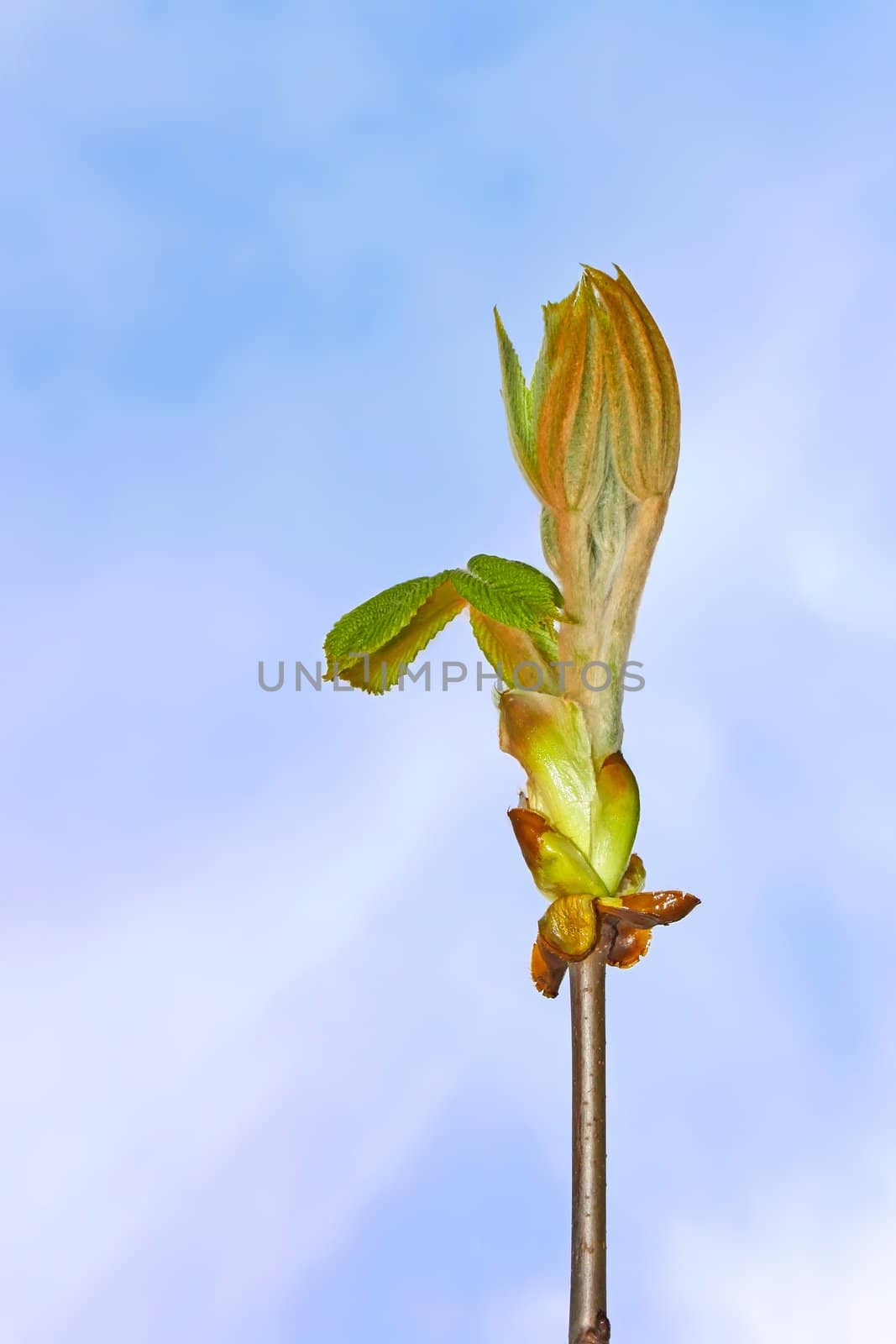 Chestnut bud with young leaves which dissolved on the background of blue sky