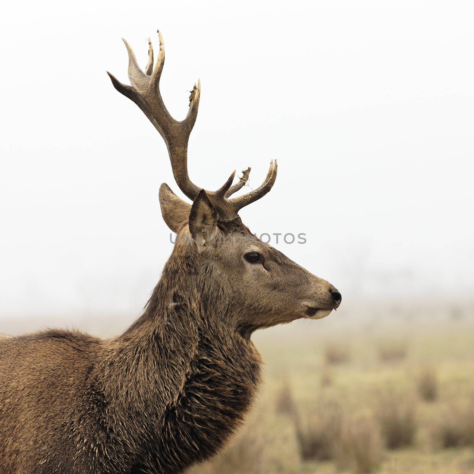 wild deer in forest with morning fog in winter