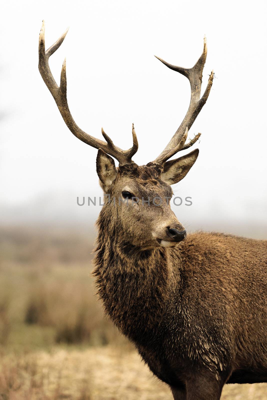 wild deer in forest with morning fog