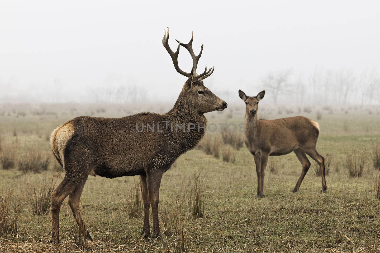 wild deers in a forest in autumn