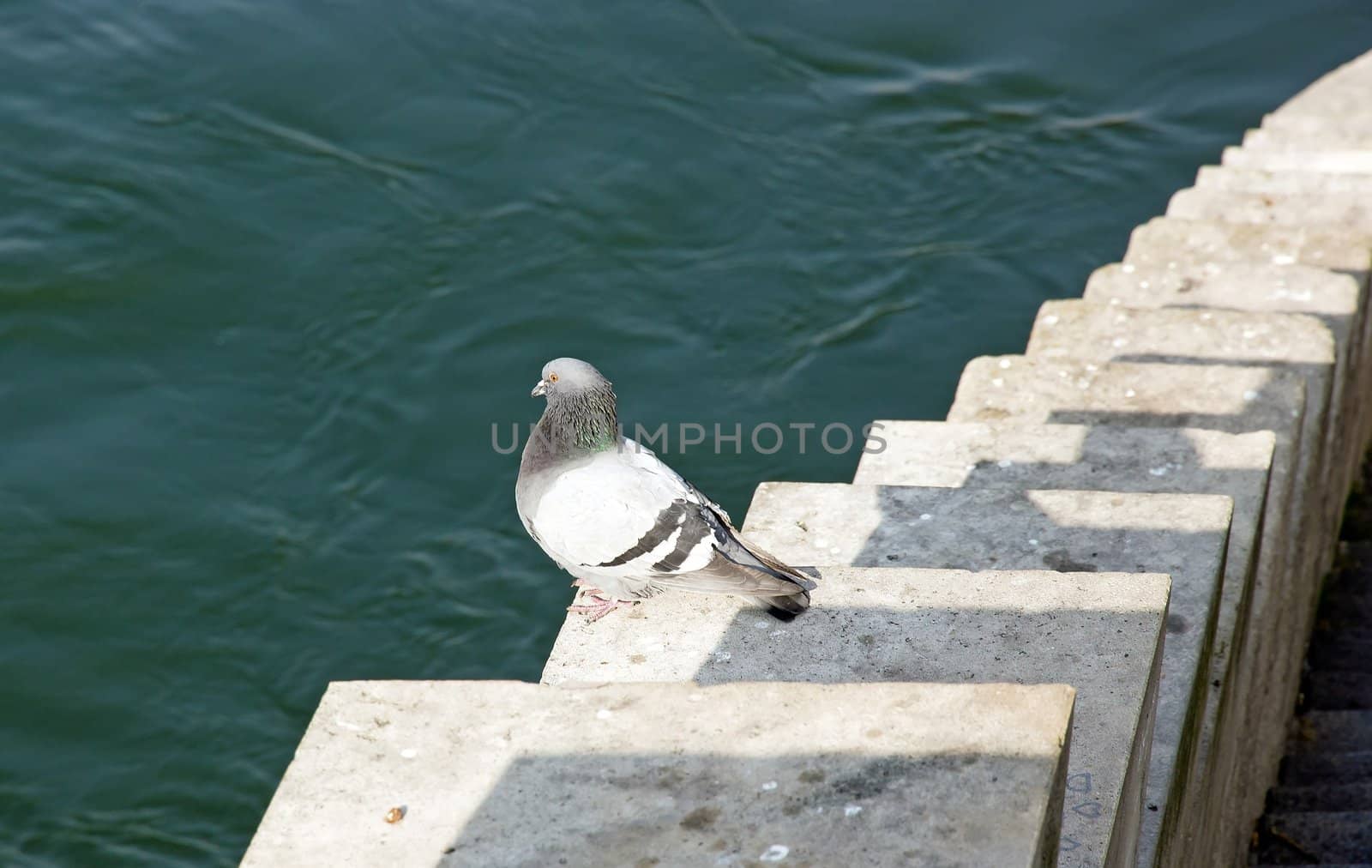pigeon on the banks of the Seine in Paris (France)