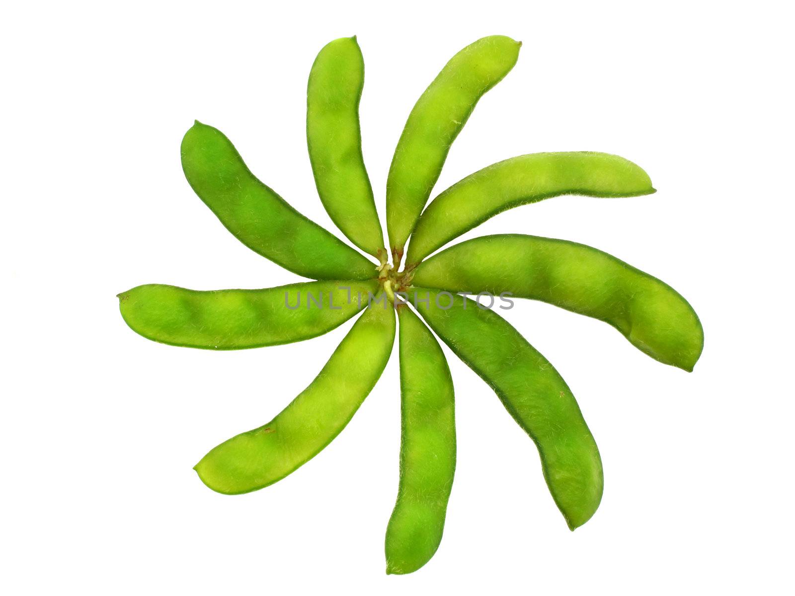 Edamame soy beans shelled in flower shape isolated with clipping path