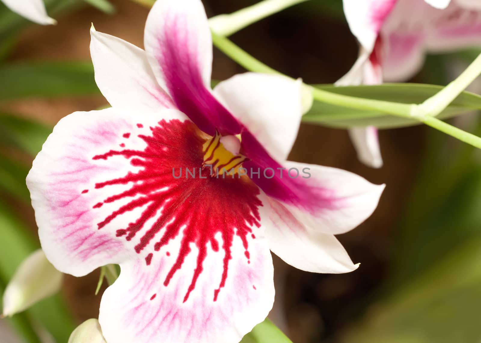 Close-up of cymbidium orchid blossom (orchidaceae) in Keukenhof park