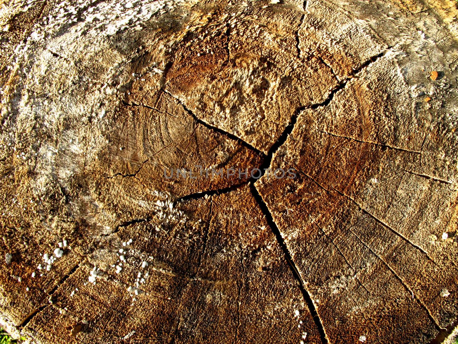 Texture of an old tree stump