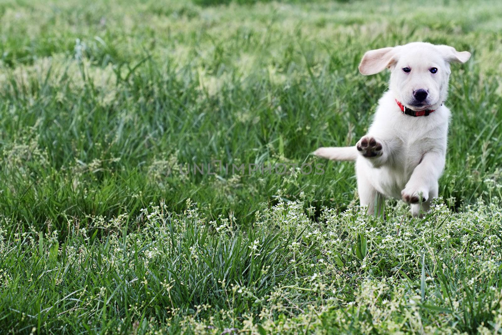 Cloud, an English Cream Labrador Retriever - Golden Retriever mixed designer breed 7 week old puppy,  running and playing in a field. Extreme shallow depth of field with selective focus on puppies face.