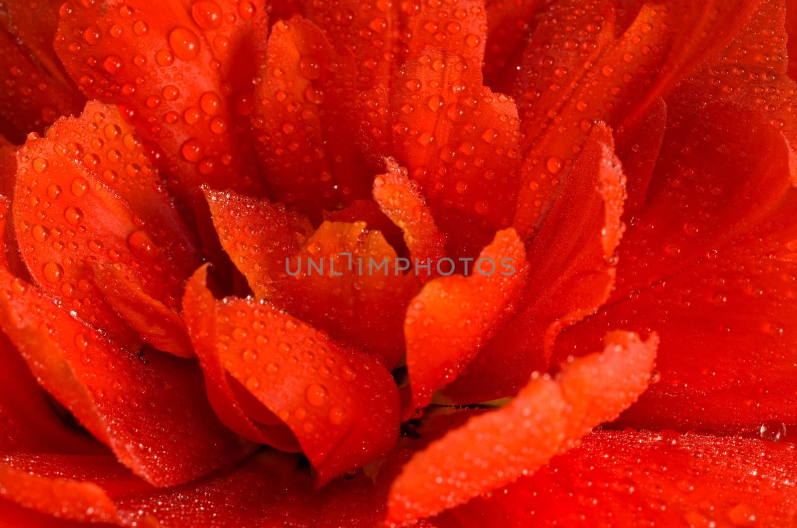 Extreme close-up of Red tulip bud with water droplets over white