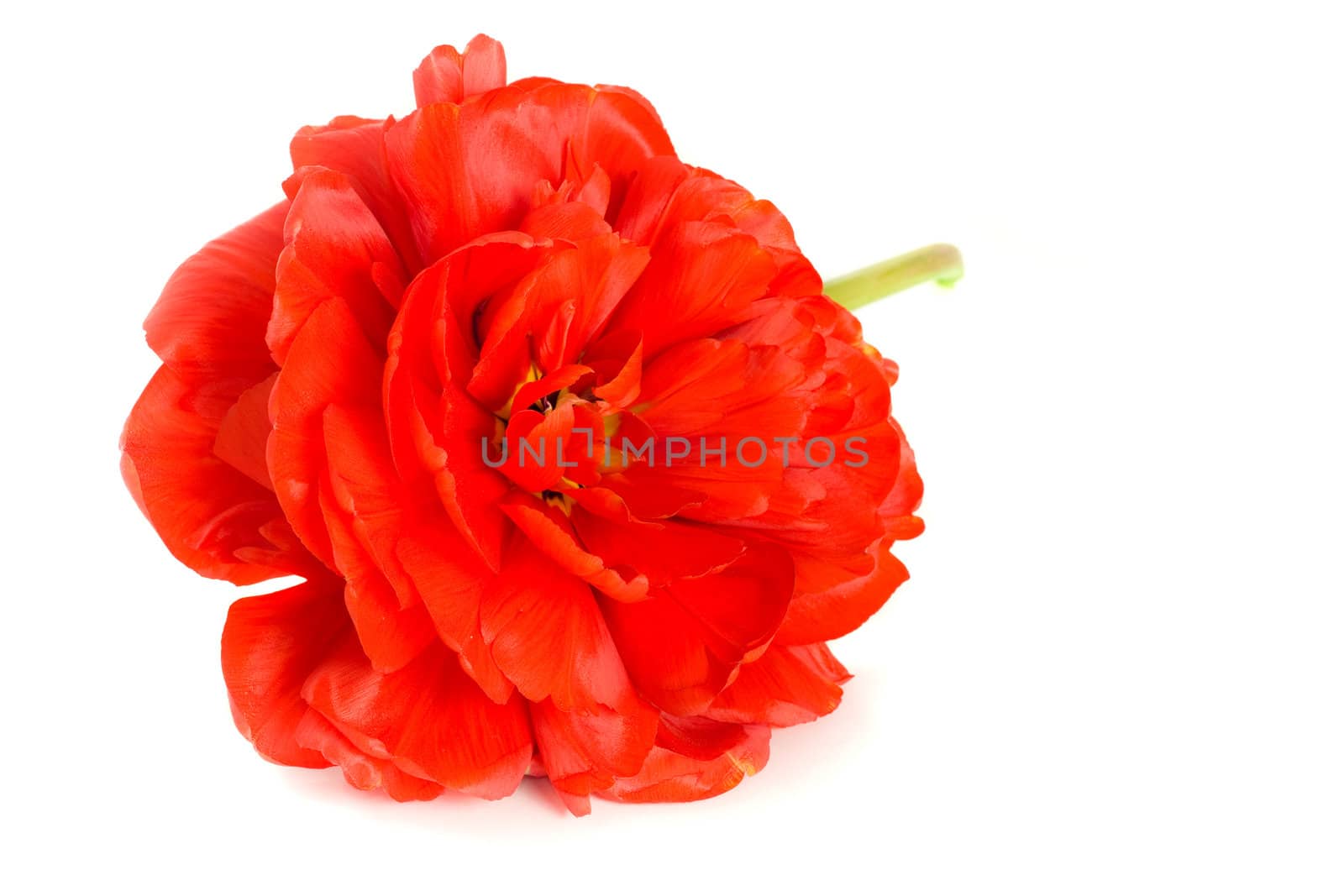 Close-up of Red tulip bud isolated on white background