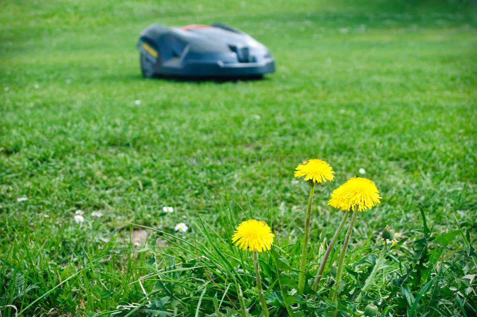 Robot lawn mower with dandelions in foreground