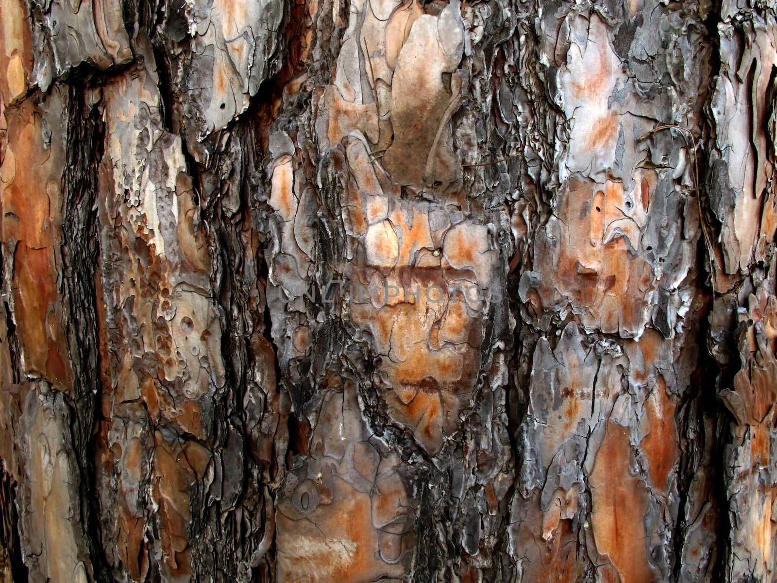 Texture of bark of pine tree