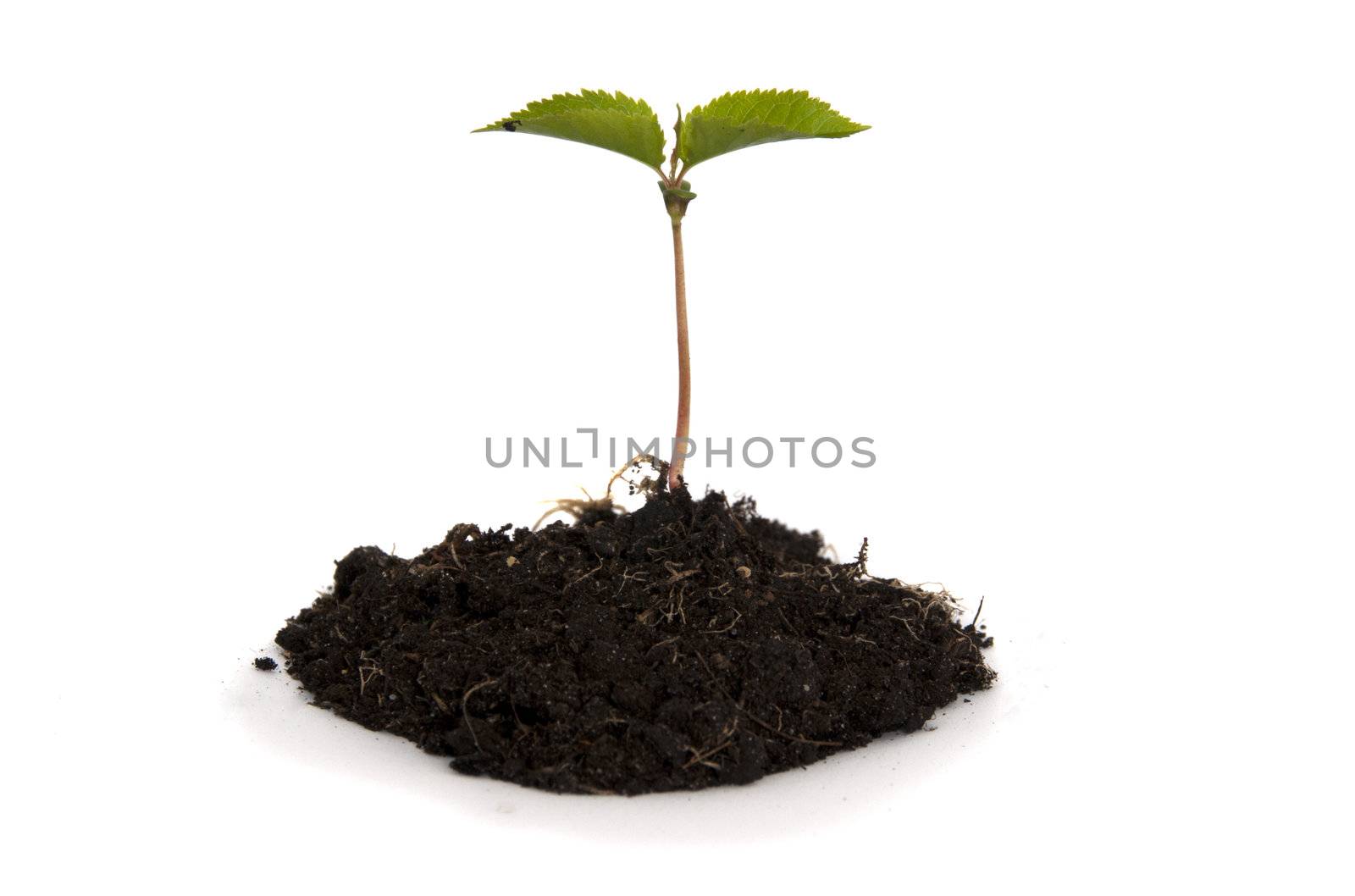 new green growing plant in spring