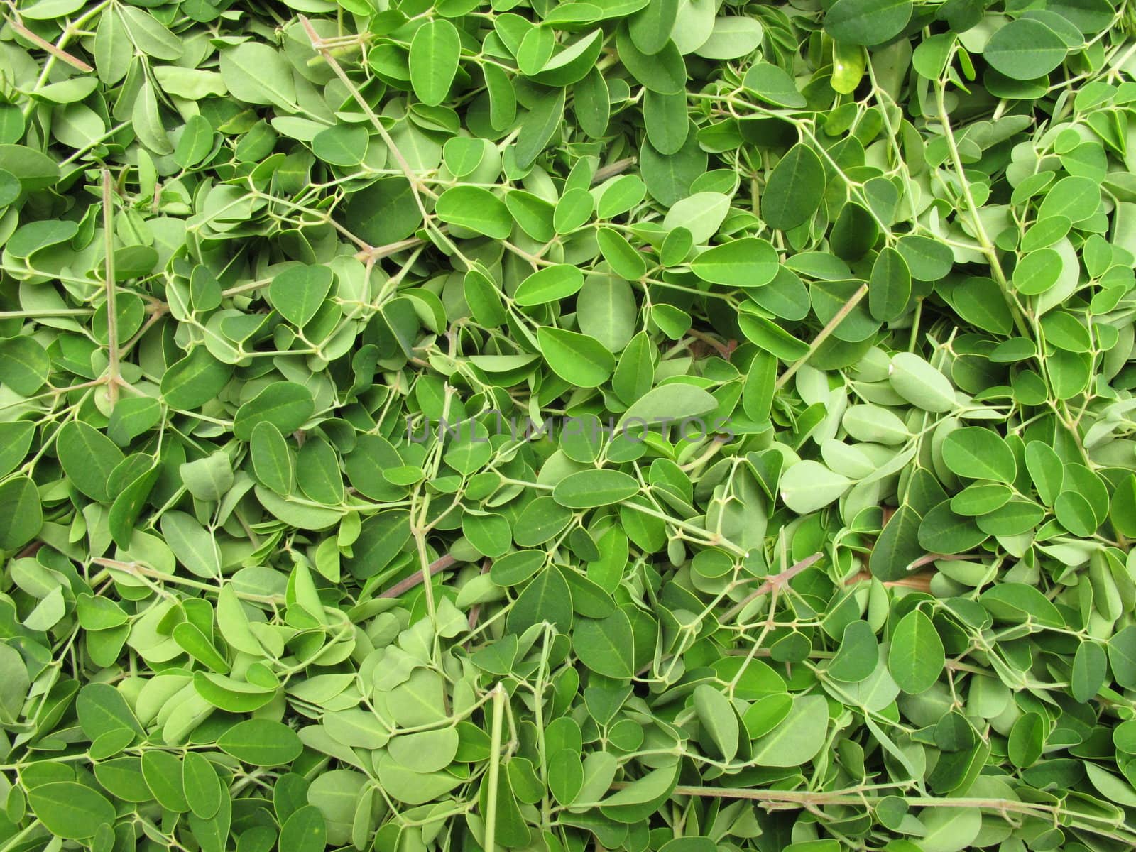 Pattern of Horse radish leaves