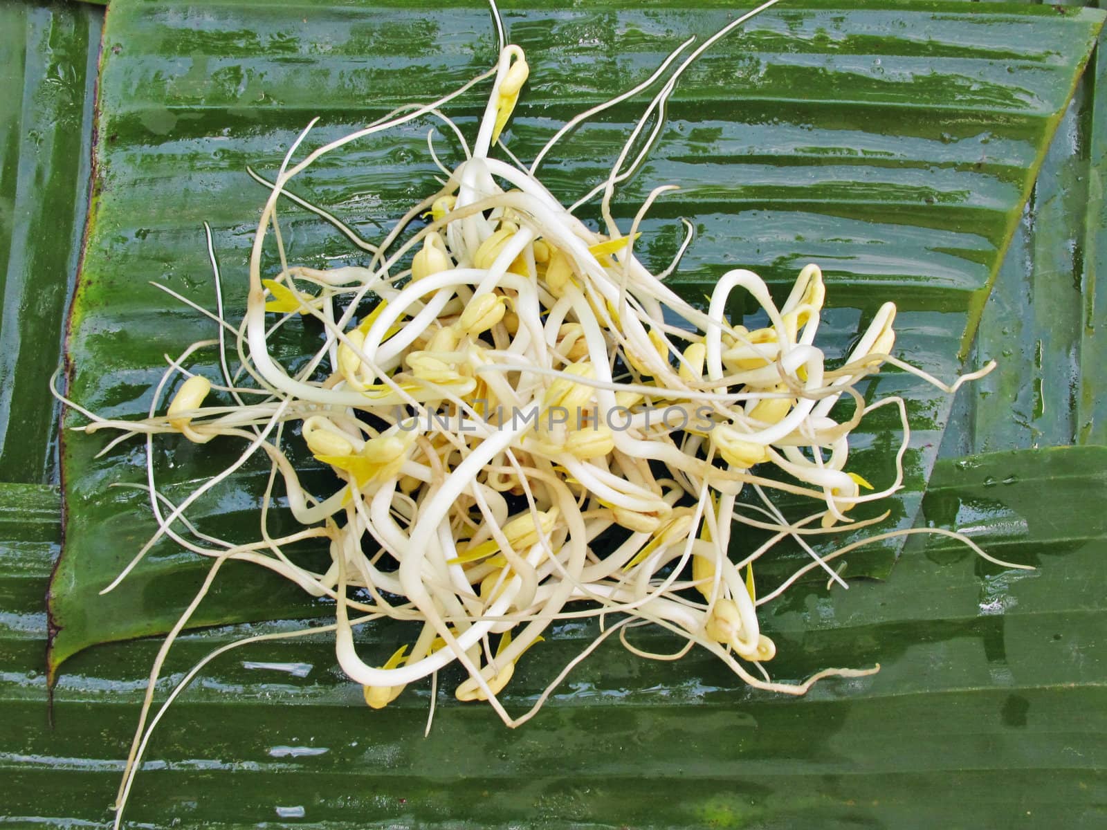 White Bean sprouts on the banana leave