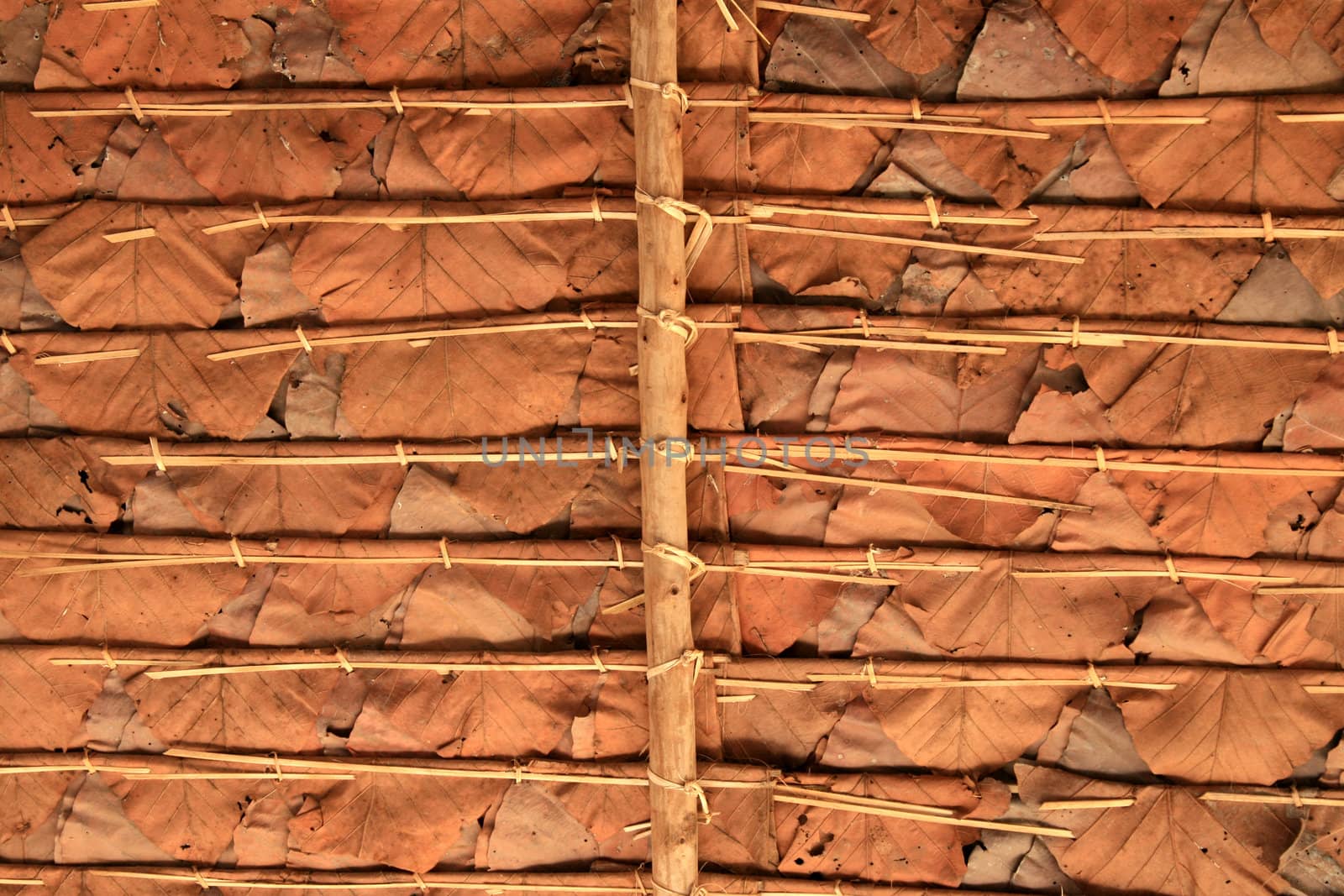 Under dry leaf roof by iampuay