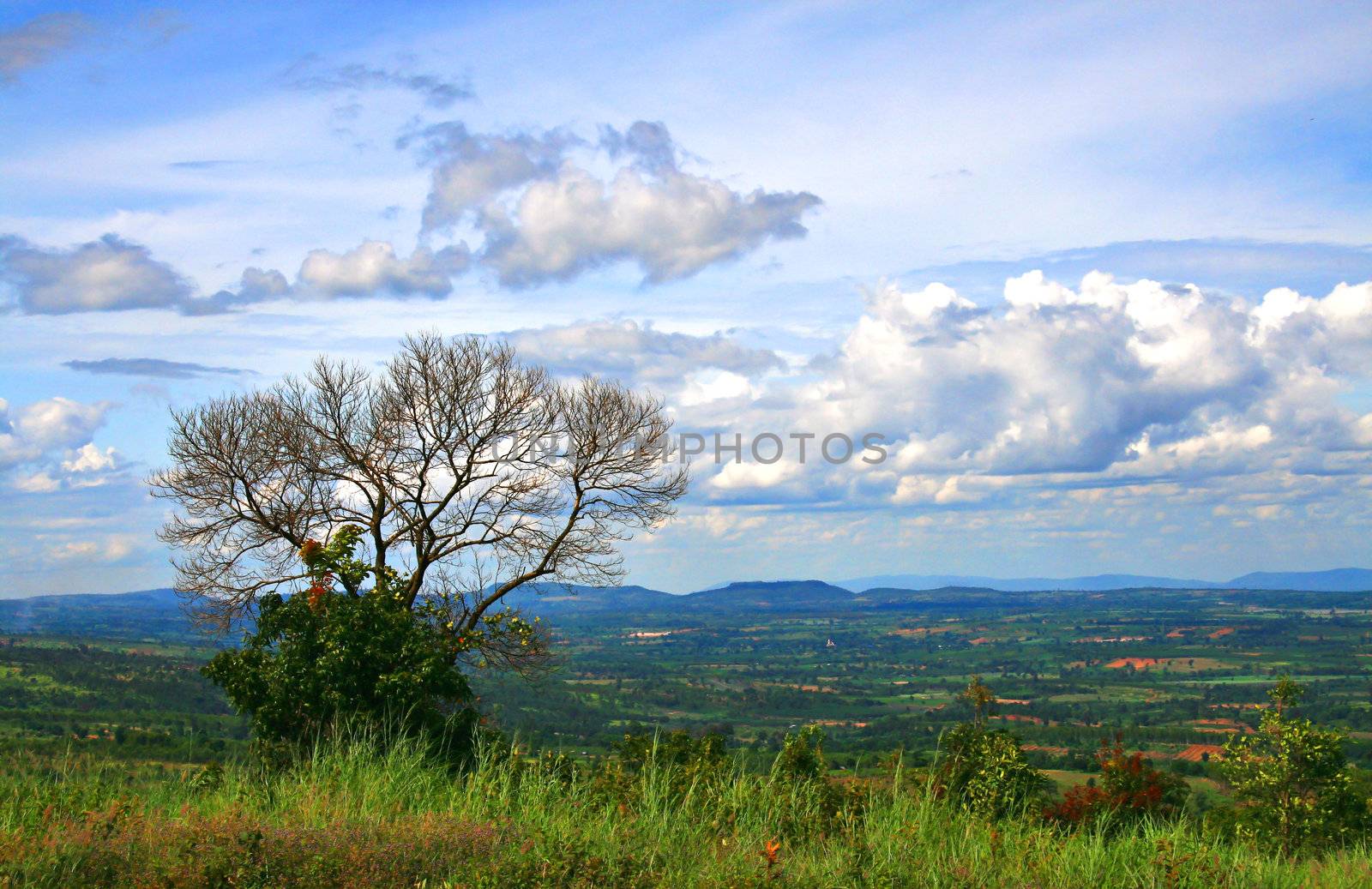 Alone bare tree on the hill at Stonehenge of thailand, Chaiyaphum province