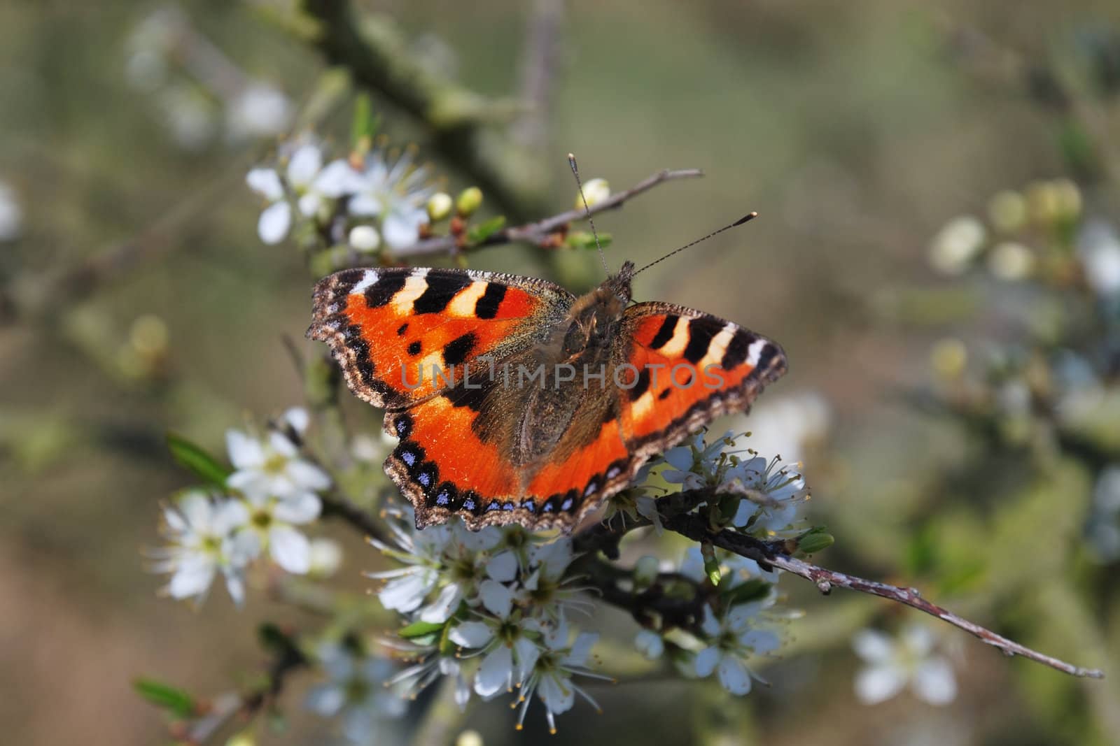 red admiral butterfly on bush