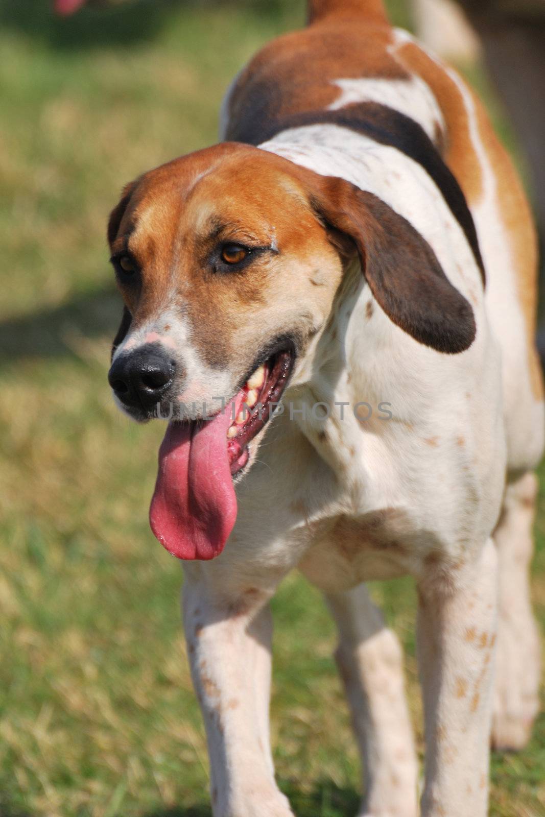 hunting dog with tongue out by pauws99