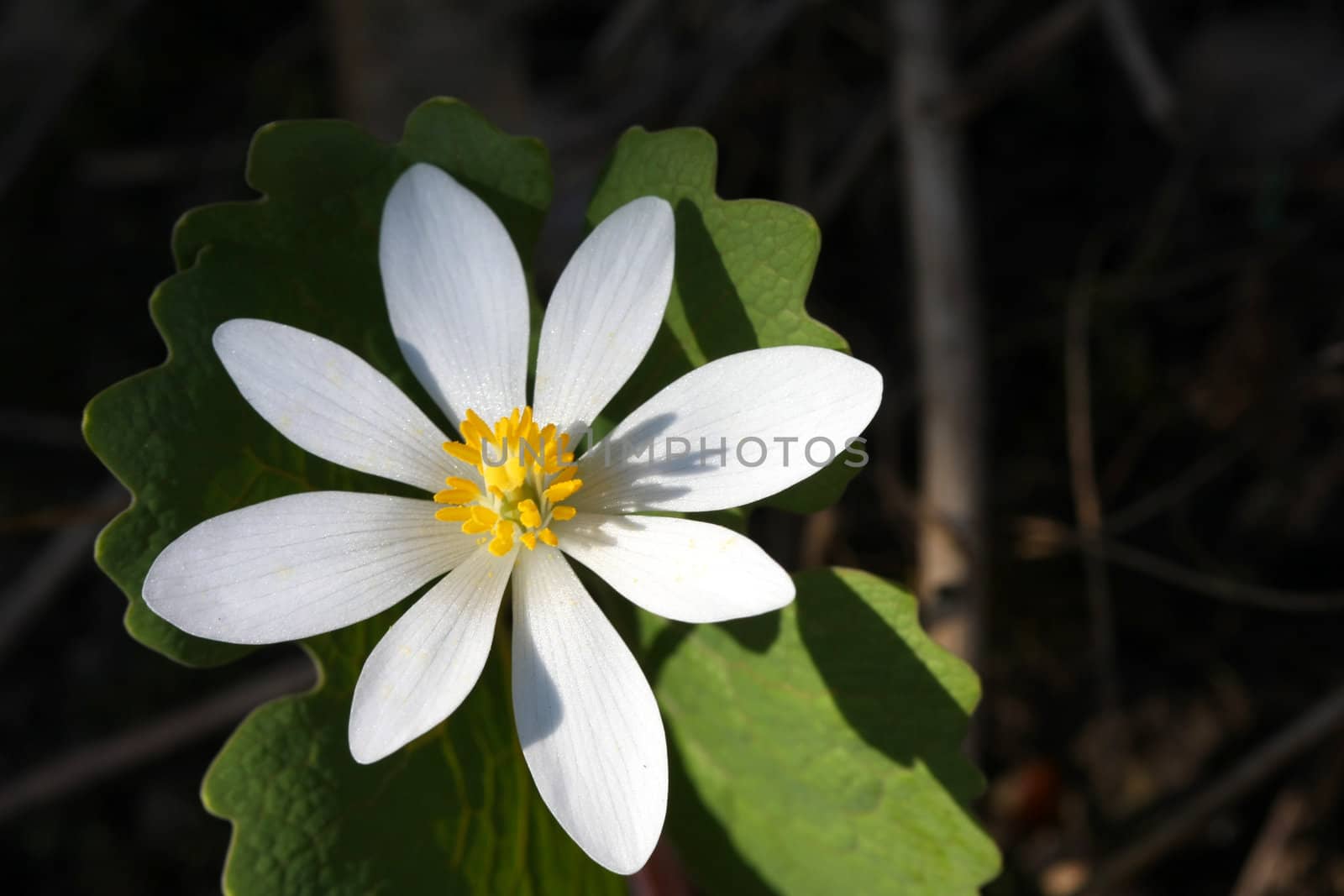 Bloodroot Sanguinaria canadensis flower early spring in morning sun