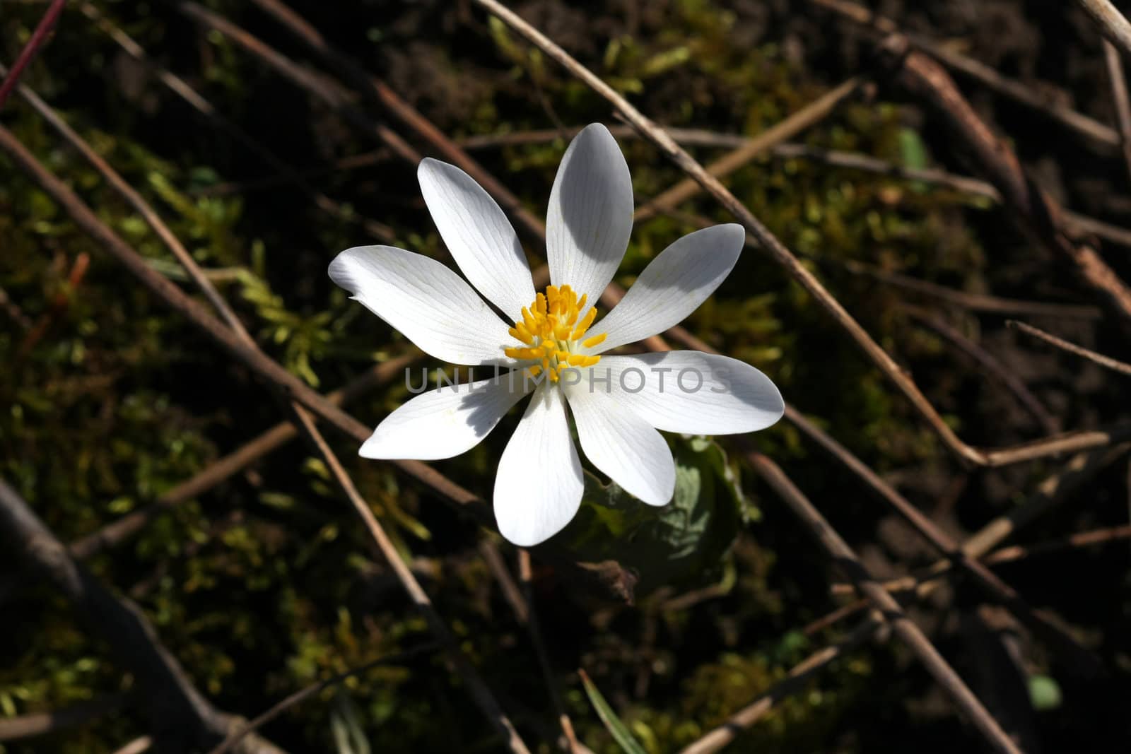 Bloodroot Sanguinaria canadensis flower early spring in morning sun