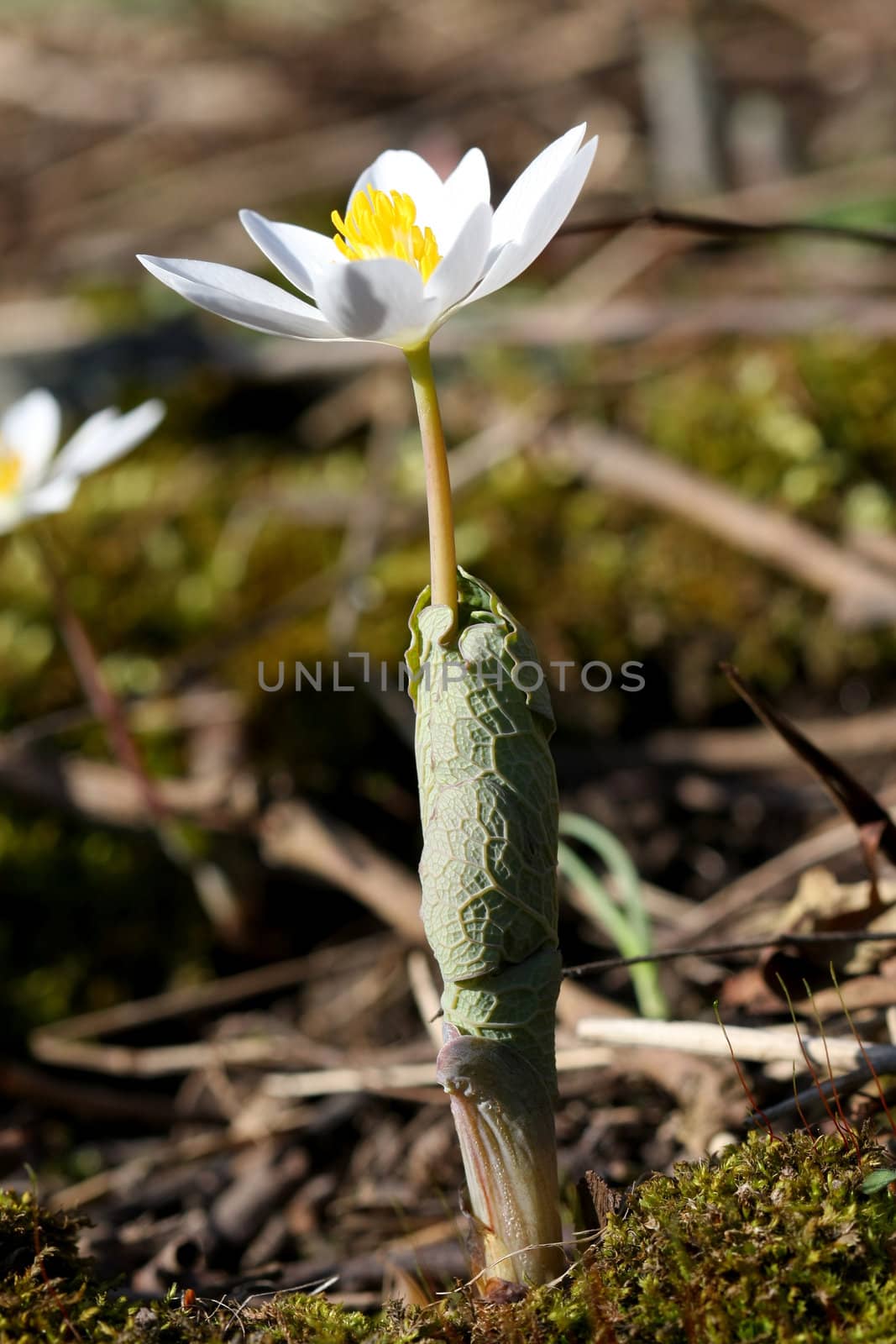 Bloodroot Sanguinaria canadensis flower early spring in morning sun