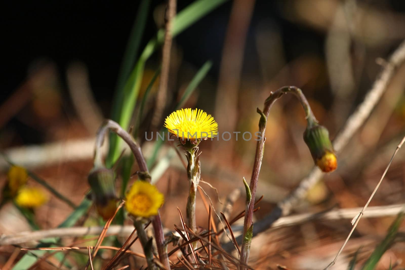 Coltsfoot Tussilago farfara very early spring in moring sun
