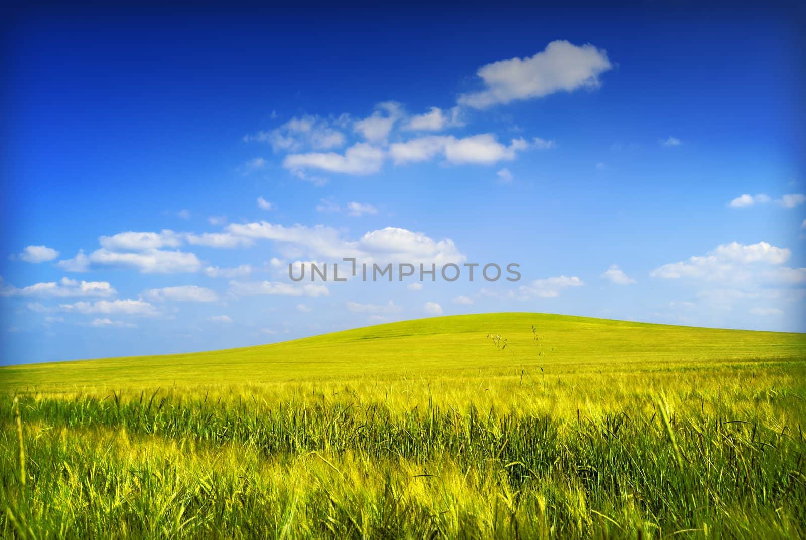 yellow hill by gufoto