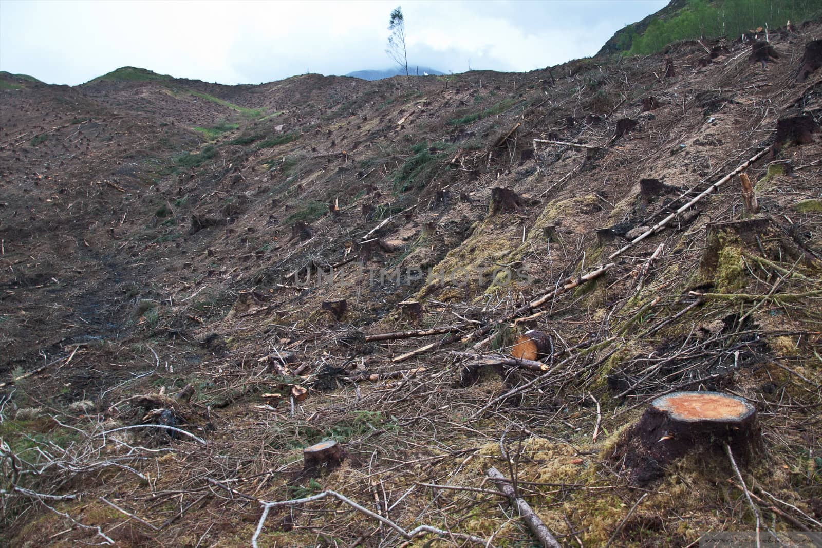 Clear cut logging near Ben Lomond, Scotland by tyroneburkemedia@gmail.com