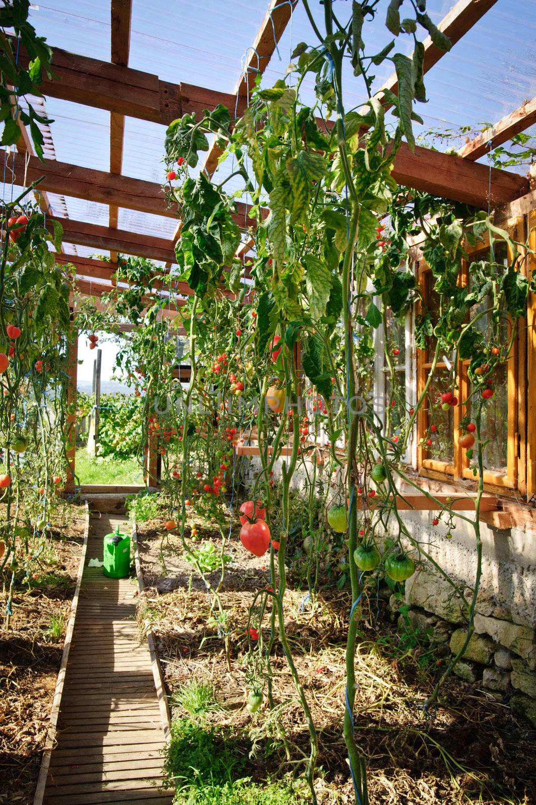 Private Greenhouse full with Tomatoes and other Vegetables