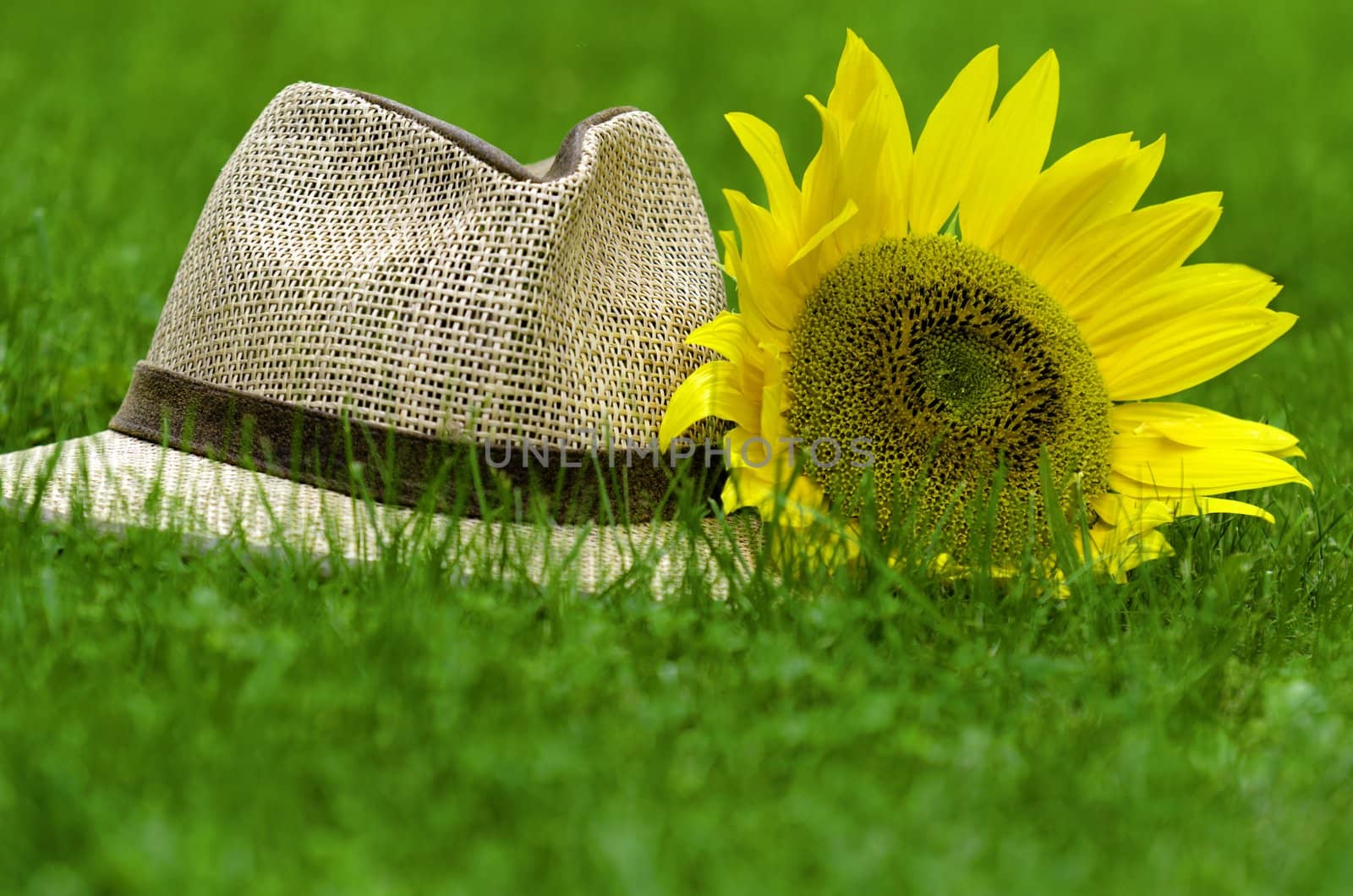 a straw   hat and a sunflower in the grass