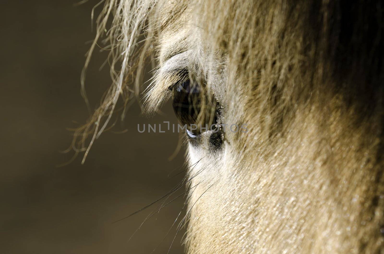 horse eye by gufoto